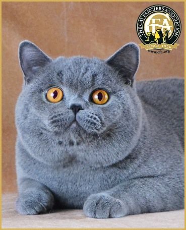 猫咪