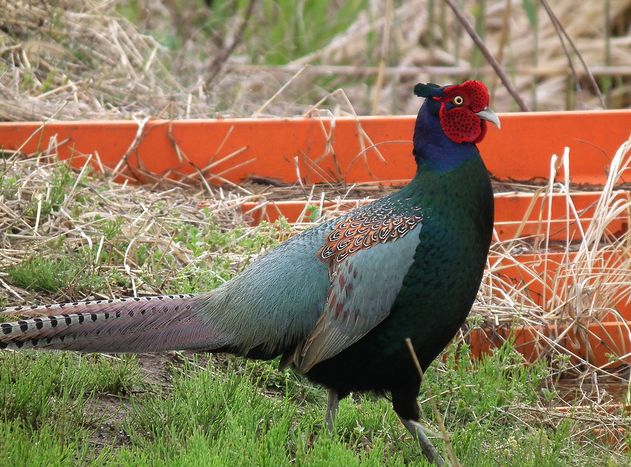 Green Pheasant