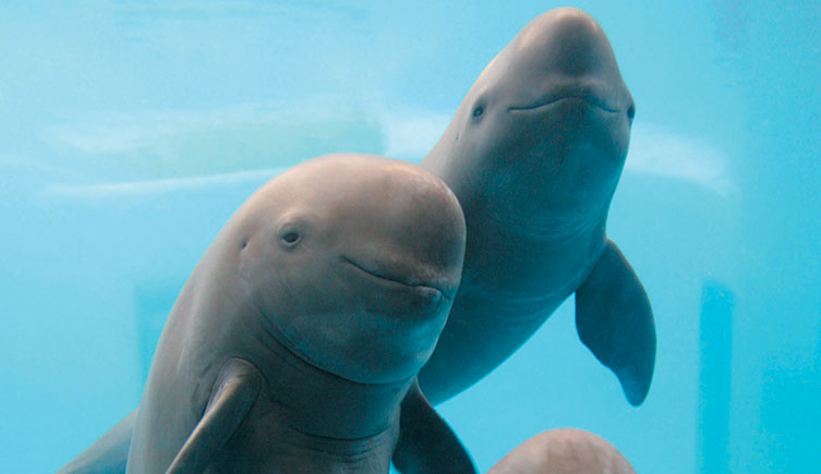 Yangtze Finless Porpoise