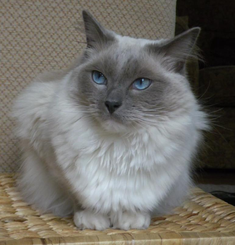 猫咪