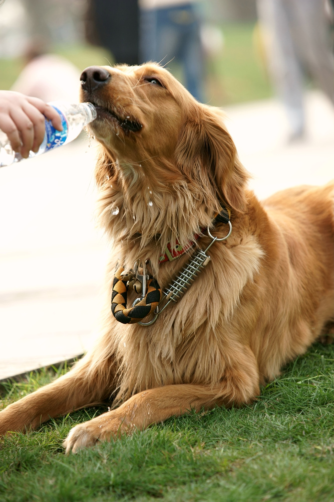 Dog drinking water