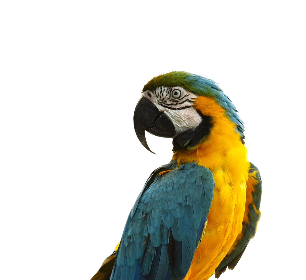 Blue and Gold Macaw
