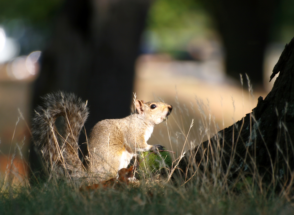 Squirrel