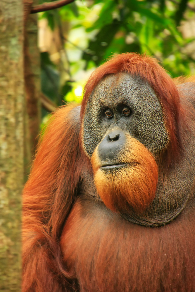 Sumatran Orangutan