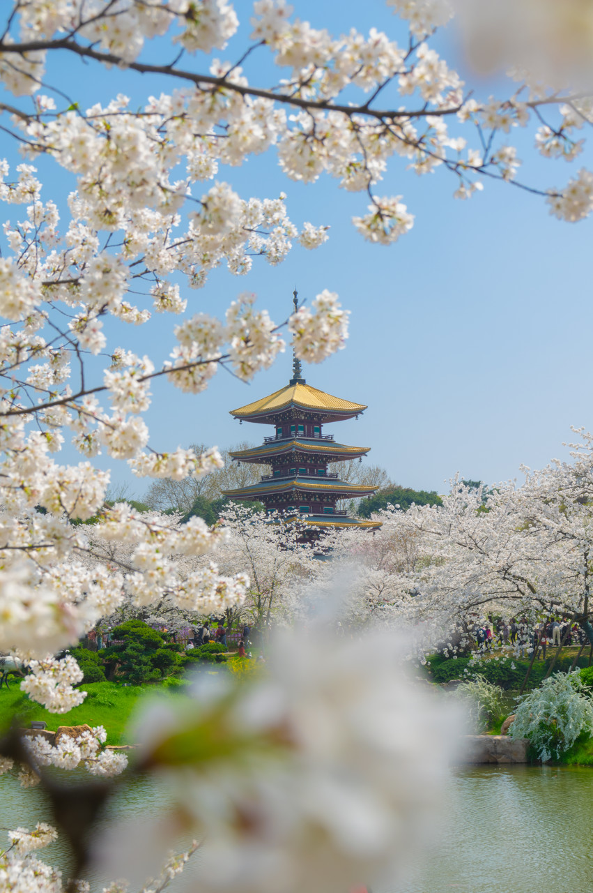 East Lake Cherry Blossoms
