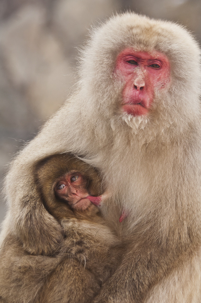 Japanese Macaque