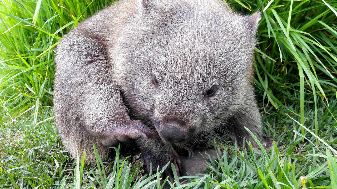 Wombat