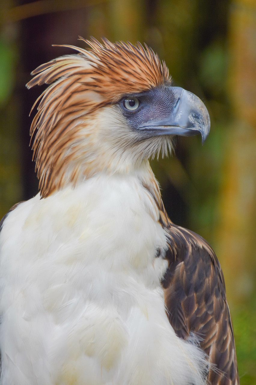 Philippine Eagle
