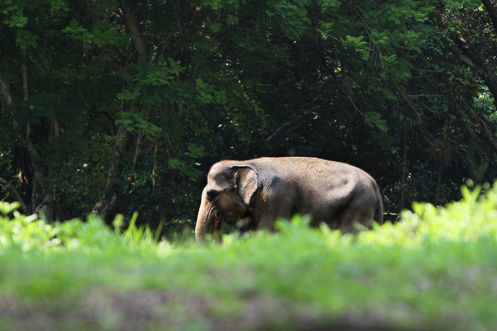 Sumatran Elephant