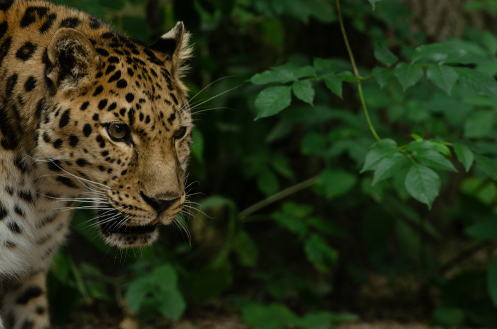 Amur Leopard